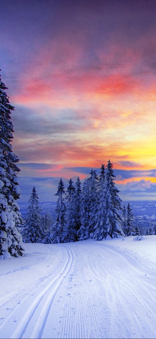 norway, winter, forest, snow, trees