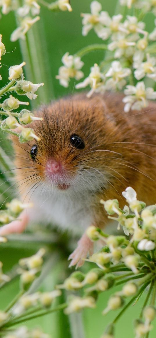 eurasian harvest mouse, mouse, grass, plant, rodent