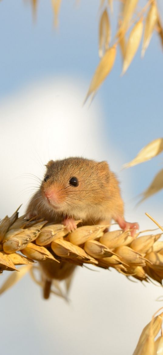 eurasian harvest mouse, mouse, ears of corn