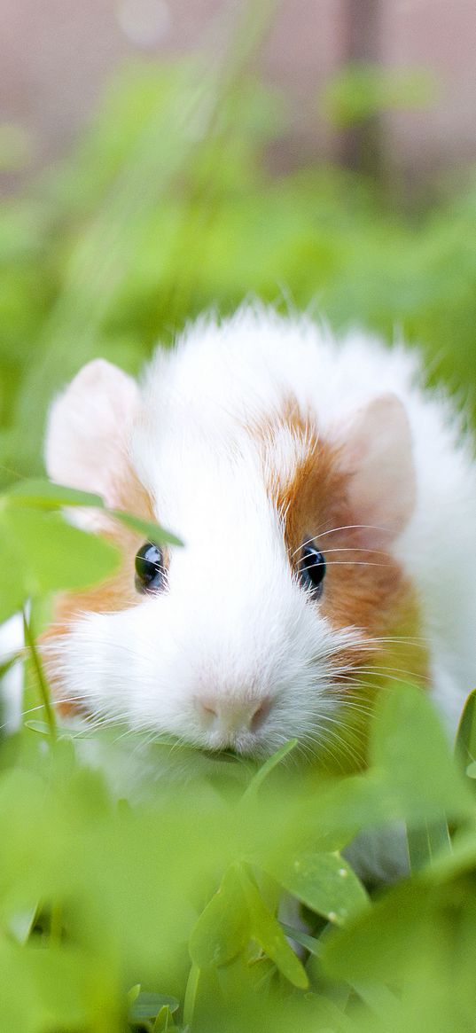 guinea pig, animal, rodent, grass