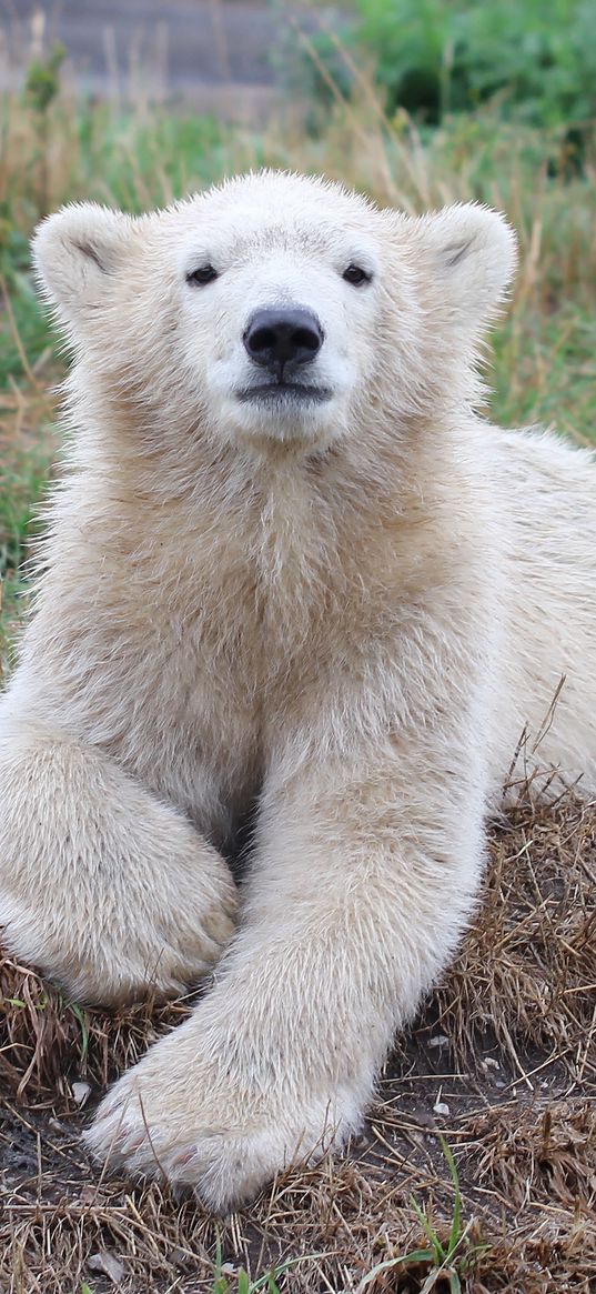 bear, polar bear, cub