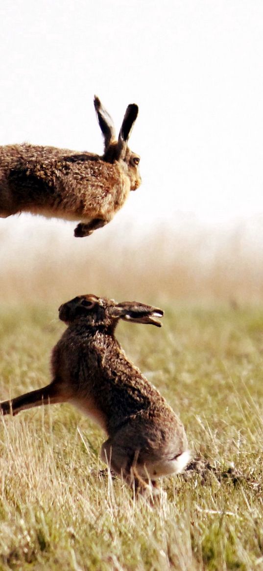 hares, jump, grass, field