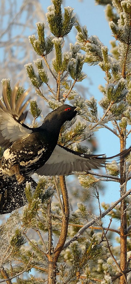 grouse, bird, wings, branches