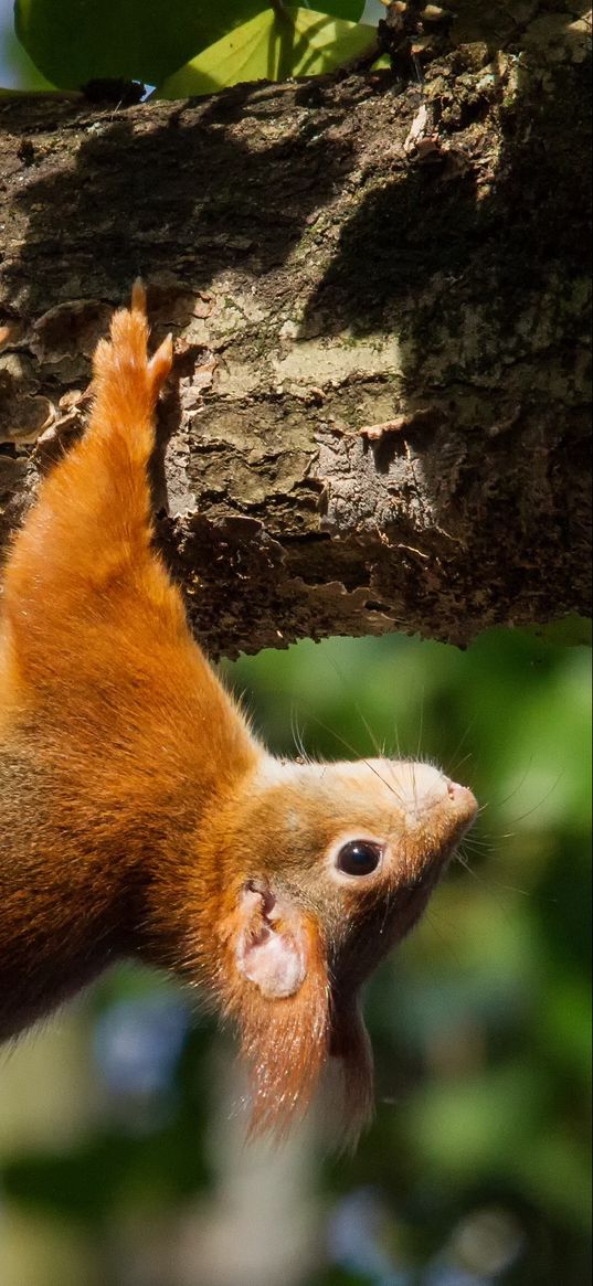 squirrel, tree, upside down