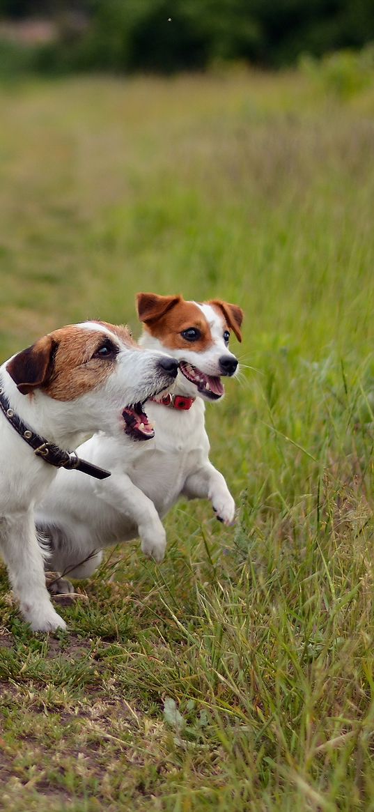 dogs, puppies, ball, playful, grass