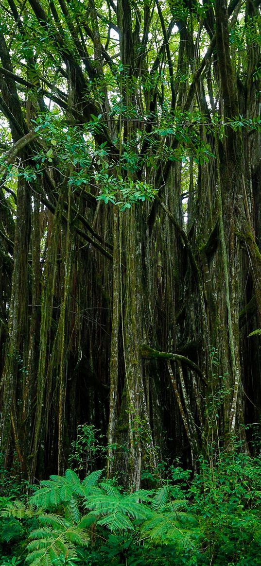 hawaii, botanical garden, trees