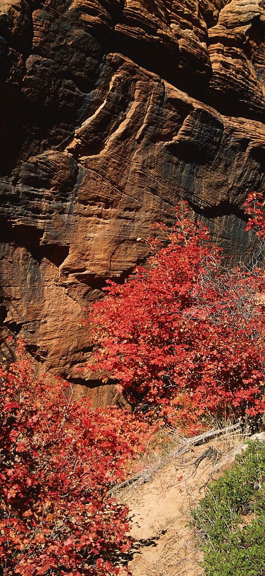 rocks, stones, autumn, trees, leaves, multi-colored, branches