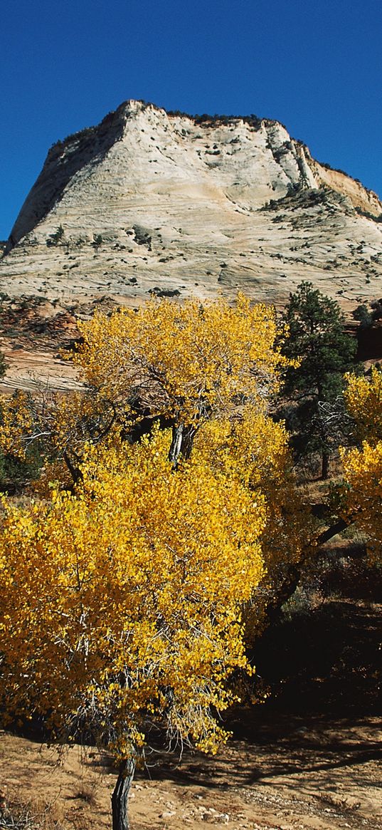 mountains, trees, autumn, dwarfish, vegetation, coniferous