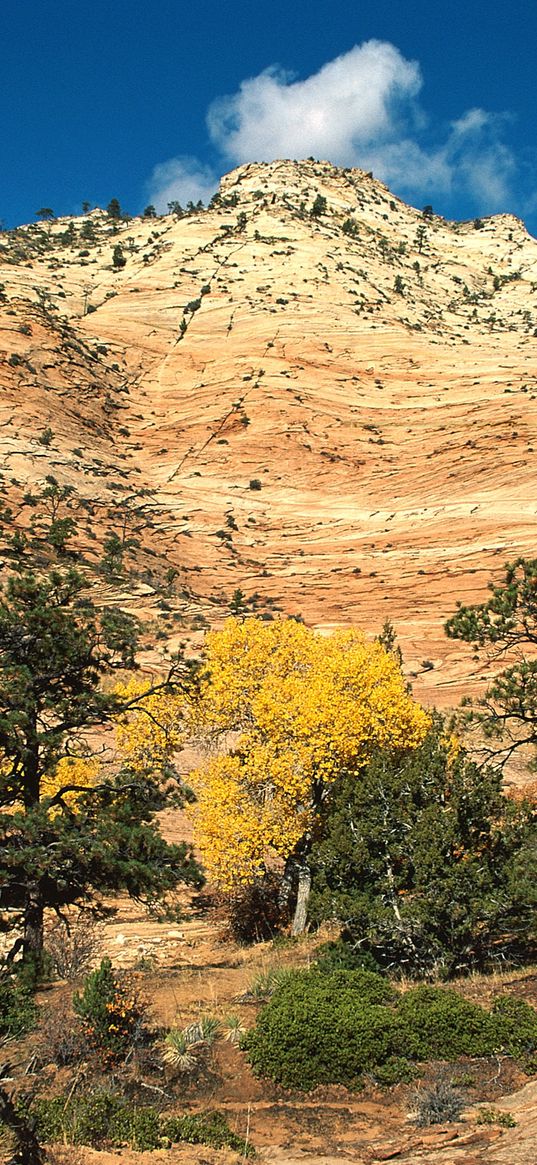 mountain, trees, autumn, vegetation, coniferous, day