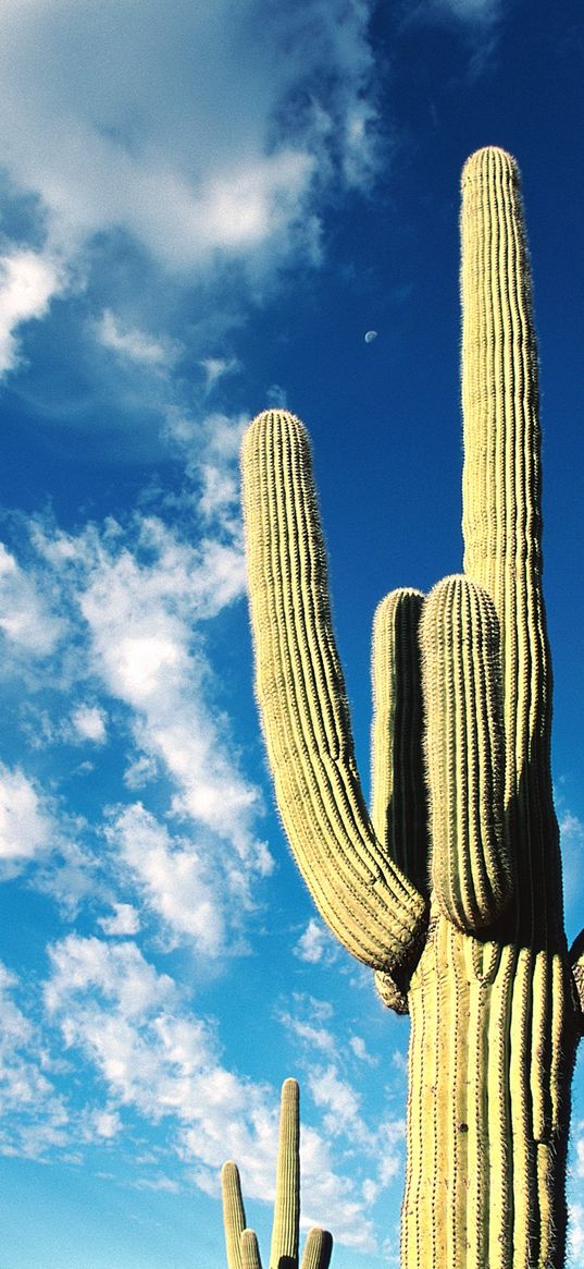 cactus, thorns, desert, sky, clouds