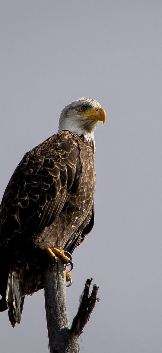 eagle, vulture, bird, branch, sitting