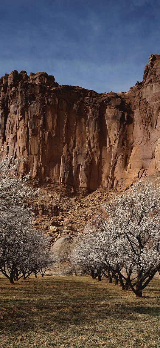 canyon, rock, garden, trees, bloom, spring