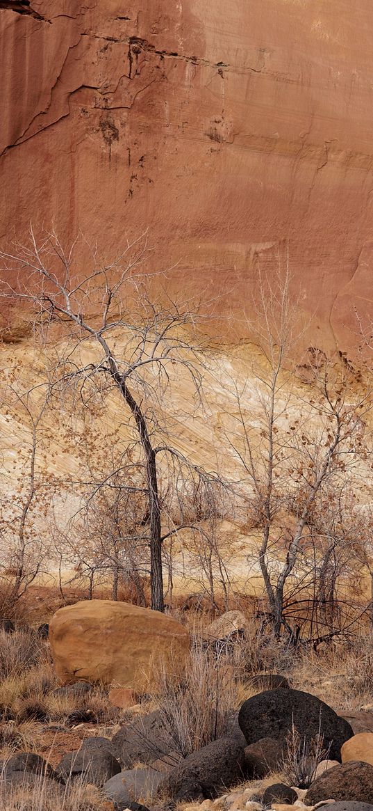 canyon, wall, rocks, trees, sand, fall