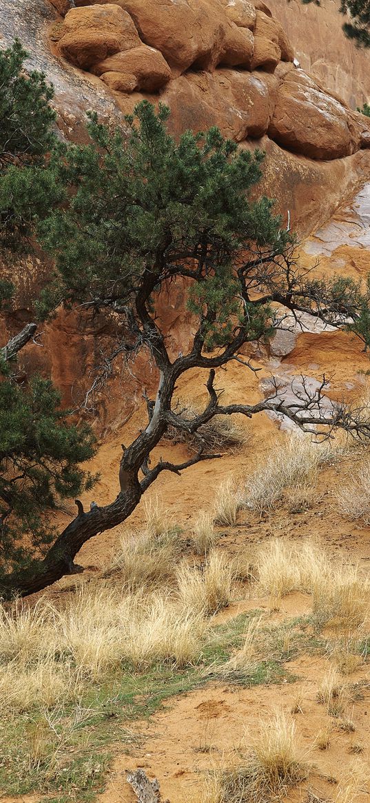 trees, trunk, bends, pine, sand