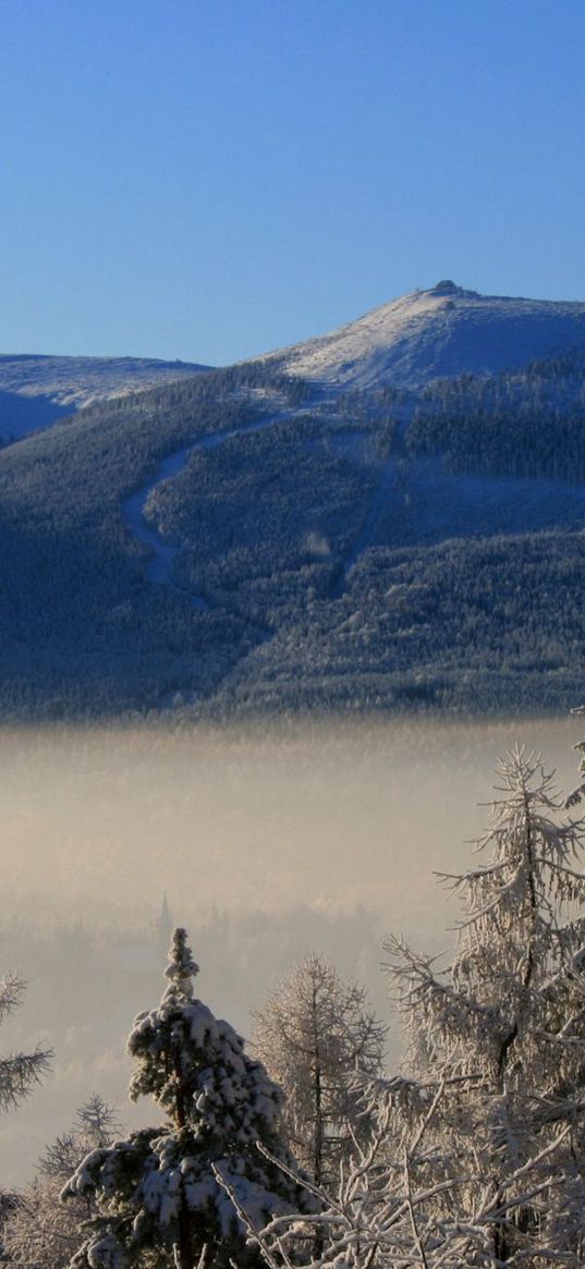 mountain, trees, frost, spruce, cloud, height, haze