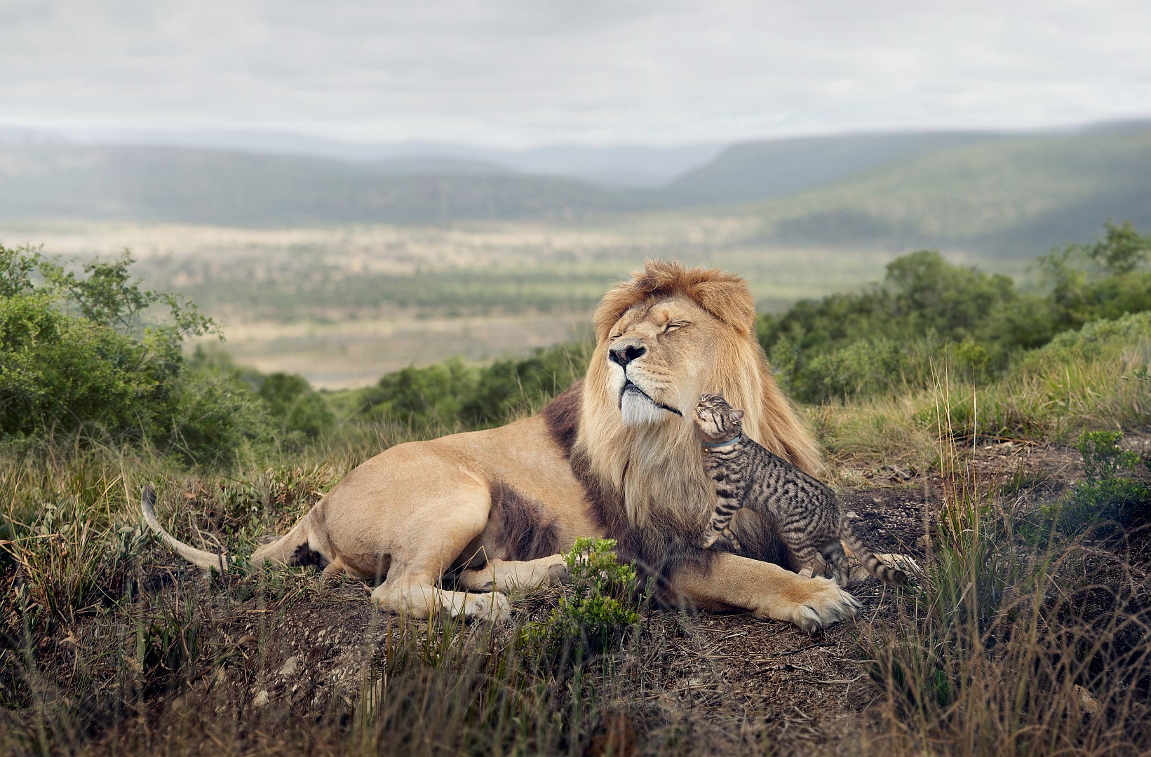 lion, cat, friendship, tenderness, predator