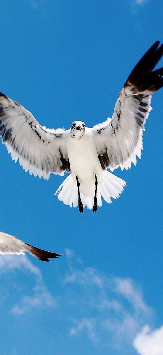 birds, sky, flying, white, black