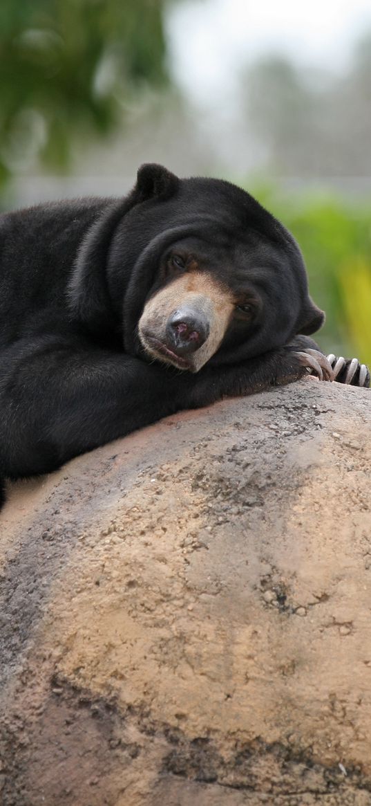 malay bear, biruang, lying, stone, bear