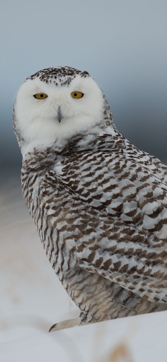 snowy owl, owl, predator, bird, snow