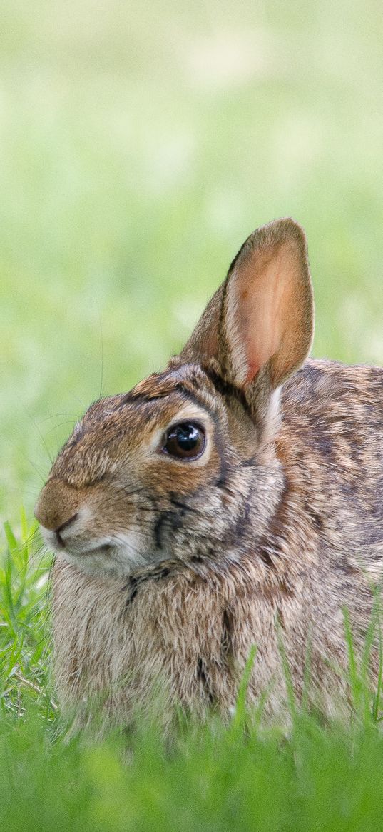 rabbit, hare, grass, hiding