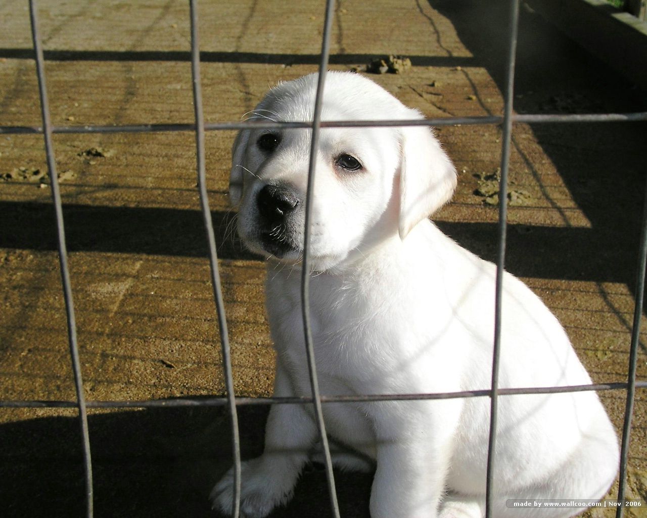 labrador, retriever, puppy, white, cell