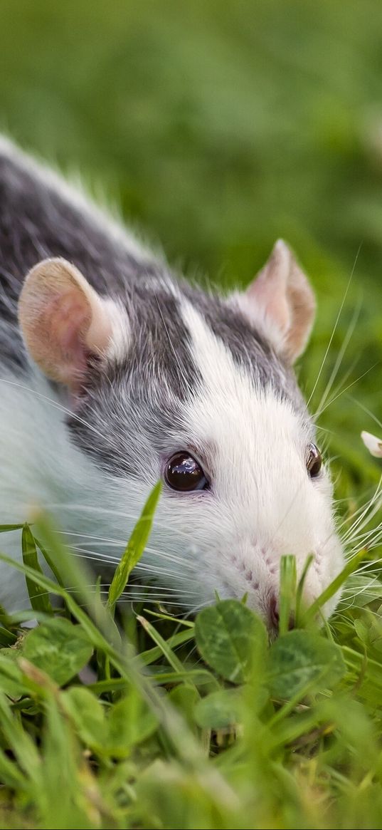 rat, rodent, eyes, grass, clover