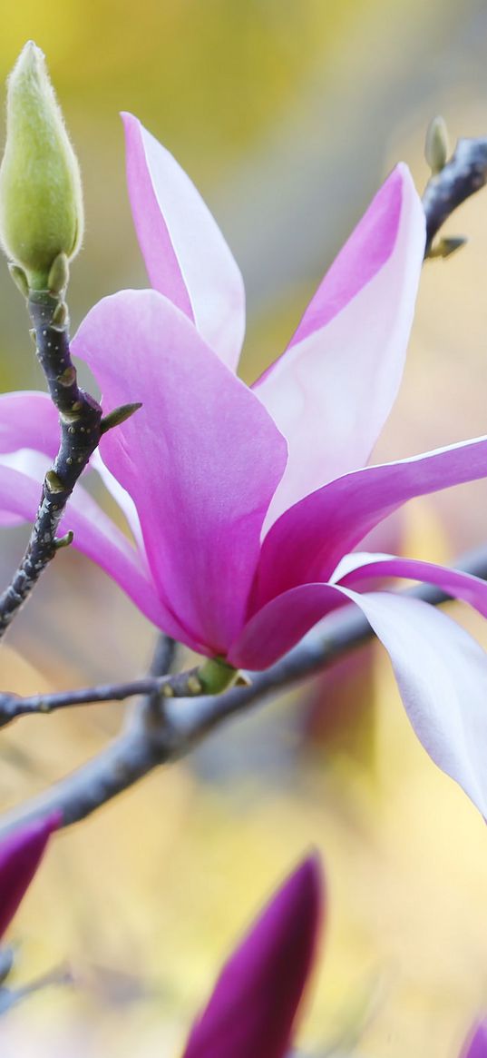 magnolia, petals, flowers, branches