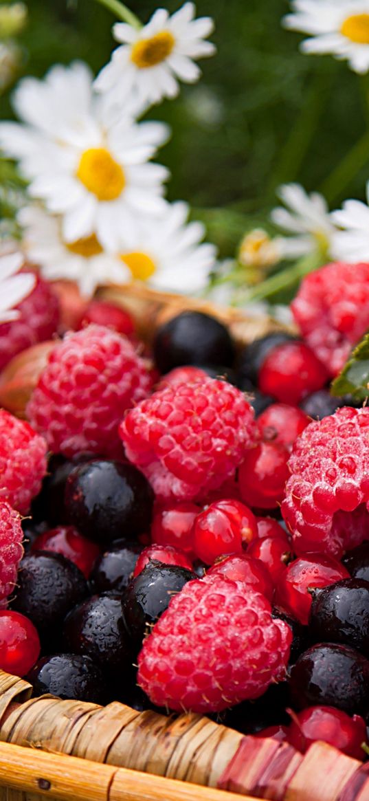 berries, raspberries, gooseberries, currants, chamomile, basket