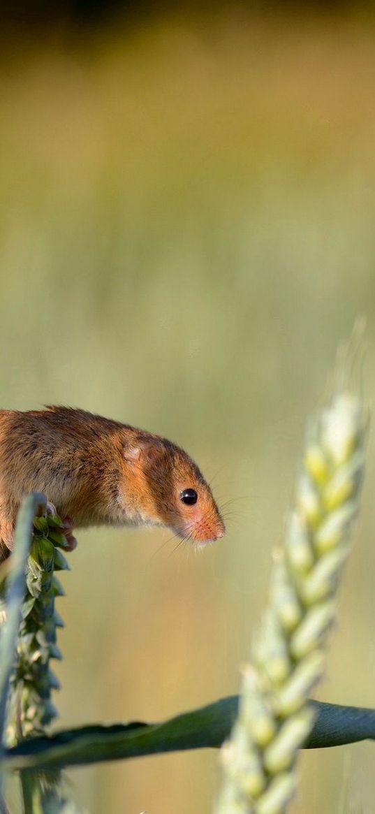 field mouse, ear, grass, rodent