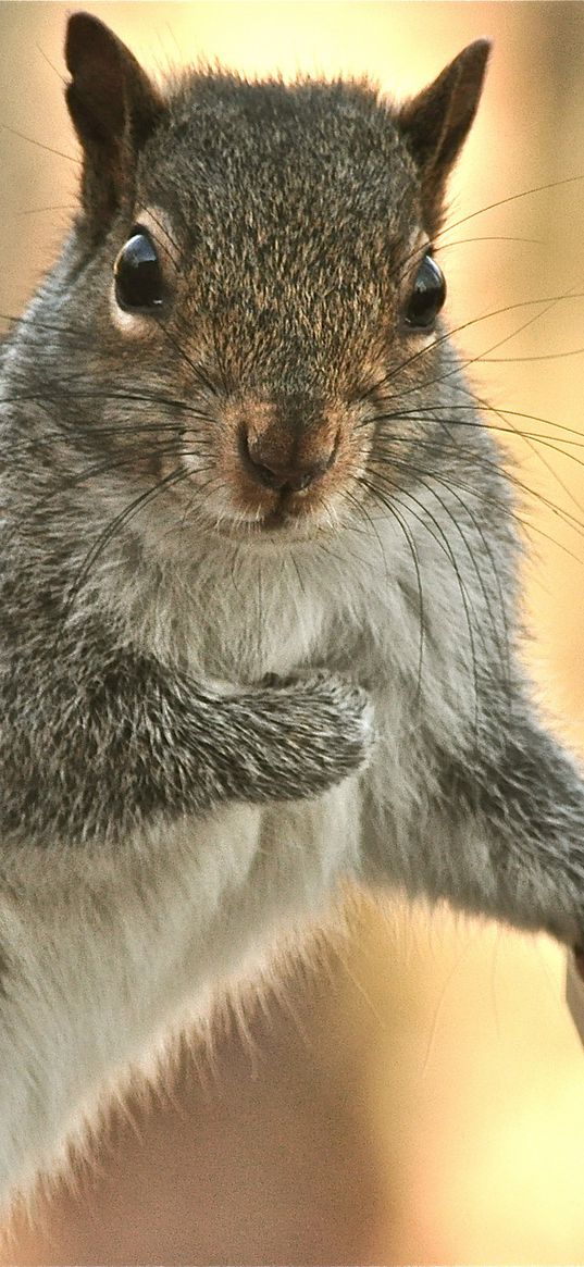 squirrel, look, paw, small animal