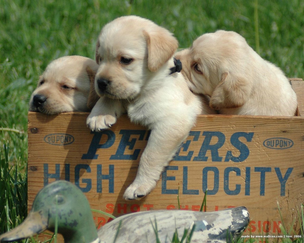 labrador, retriever, puppies, babies, white