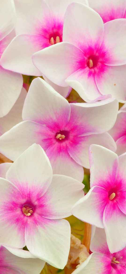 phlox, flowers, petals, pink