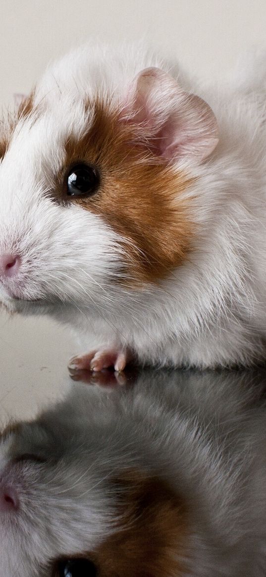 guinea pig, reflection, rodent