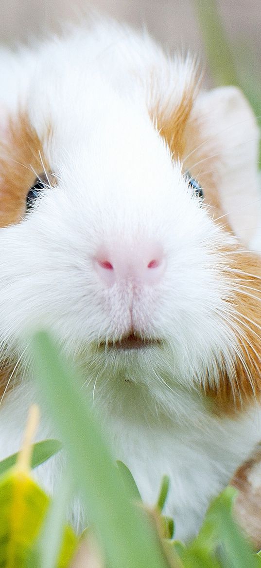 guinea pig, muzzle, rodent, grass