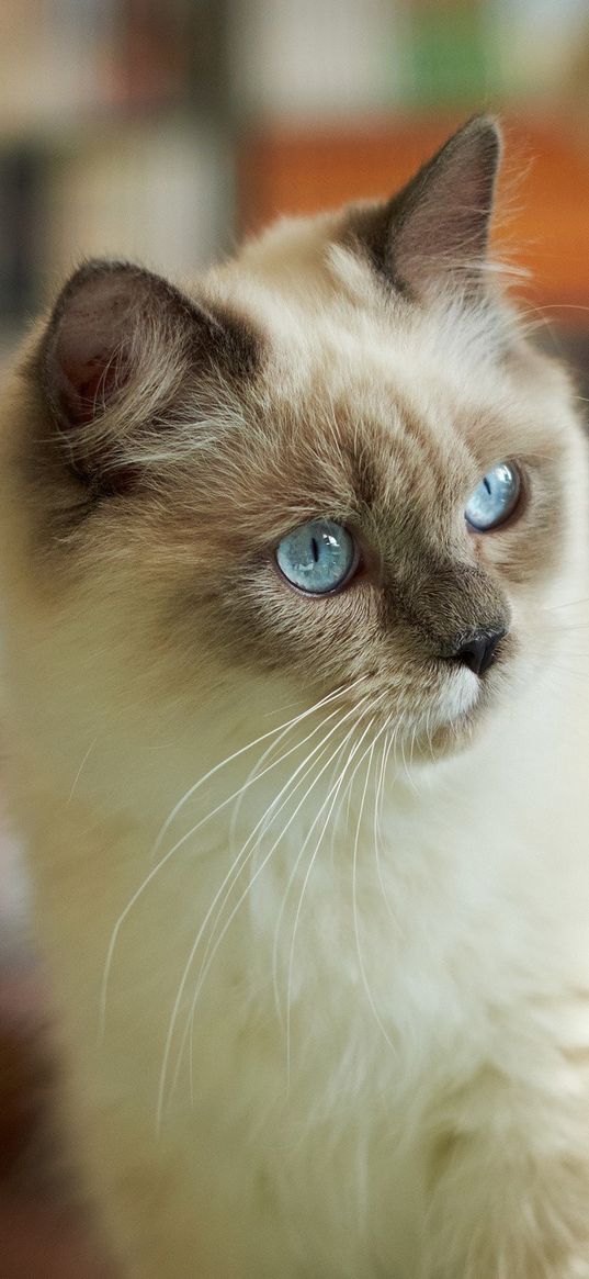 siamese, muzzle, brindle, eyes