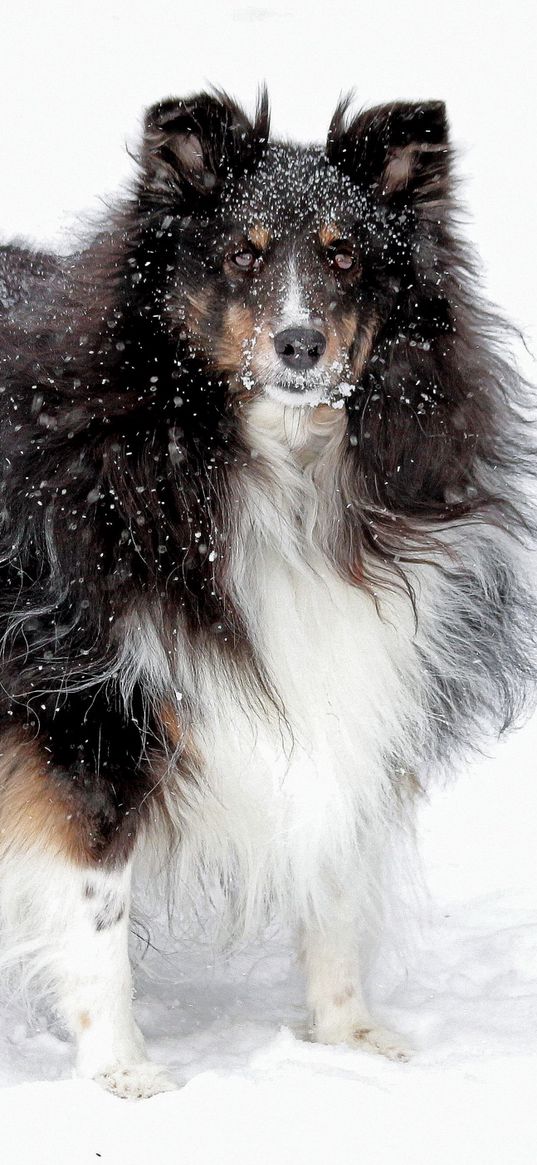 dog, collie, fluffy, snow