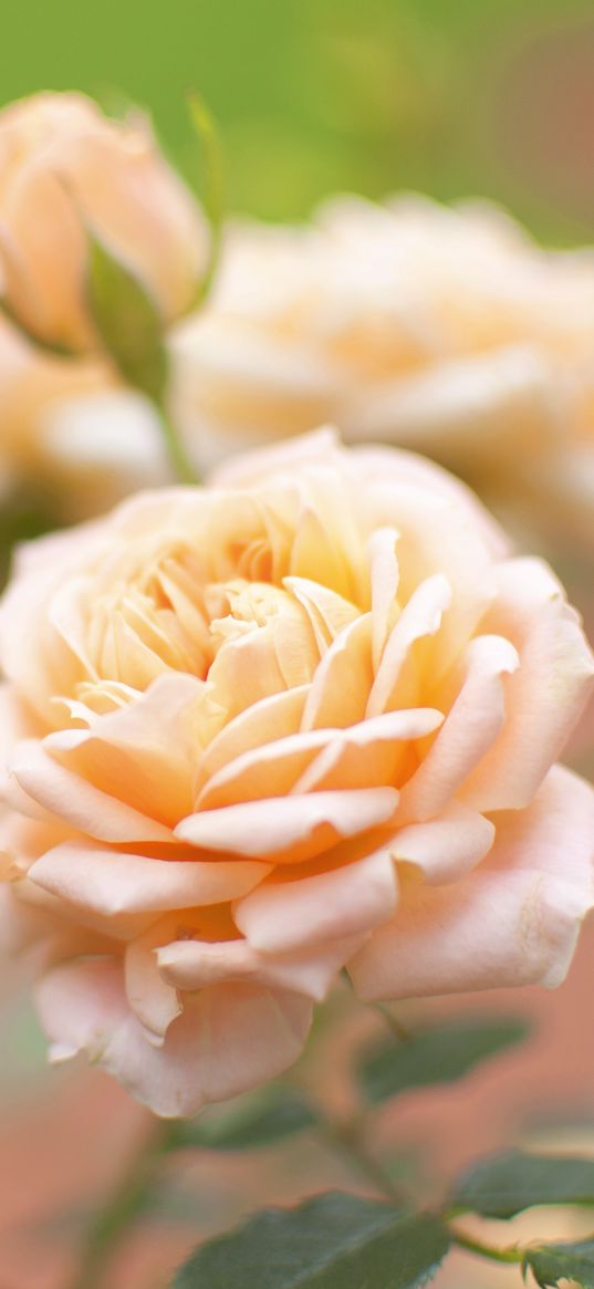 rose, flower, bud, close-up, blurred