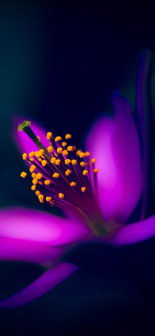 purple flower, macro, stamens, petals