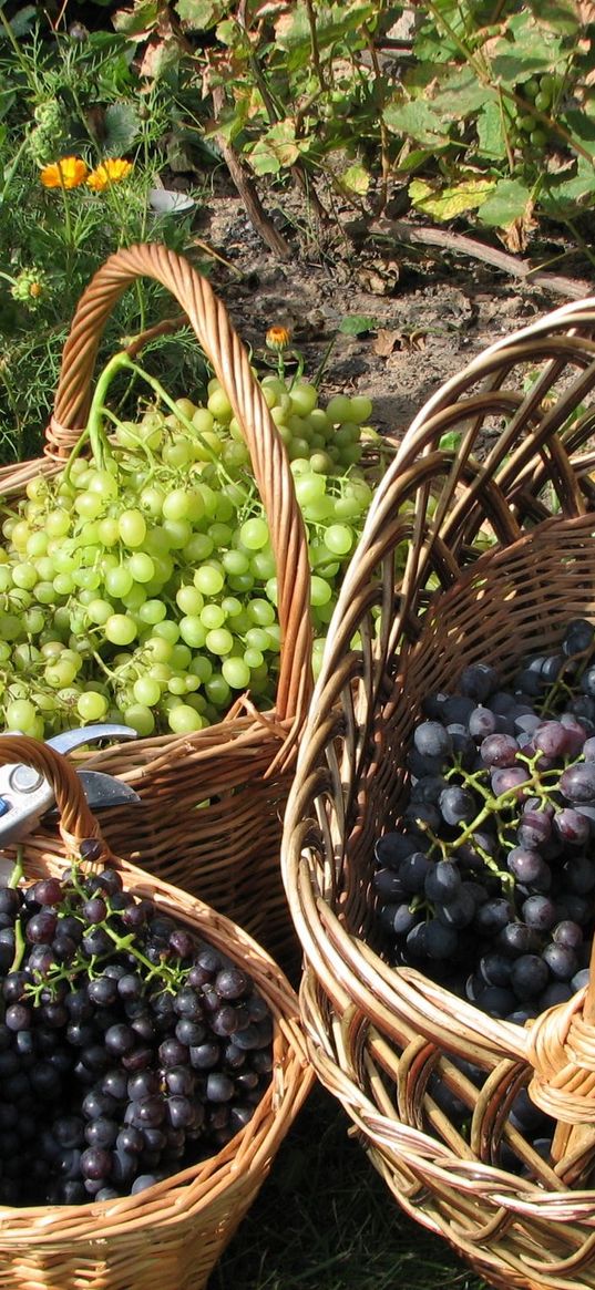 grapes, baskets, clusters, garden