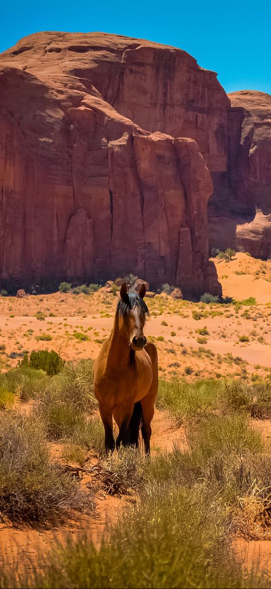 horse, usa, arizona, monument valley, desert, wild west