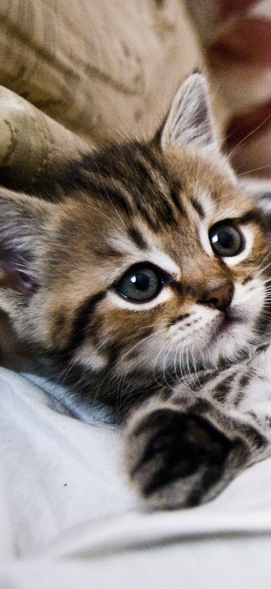 kitten, lying, striped, small, cute