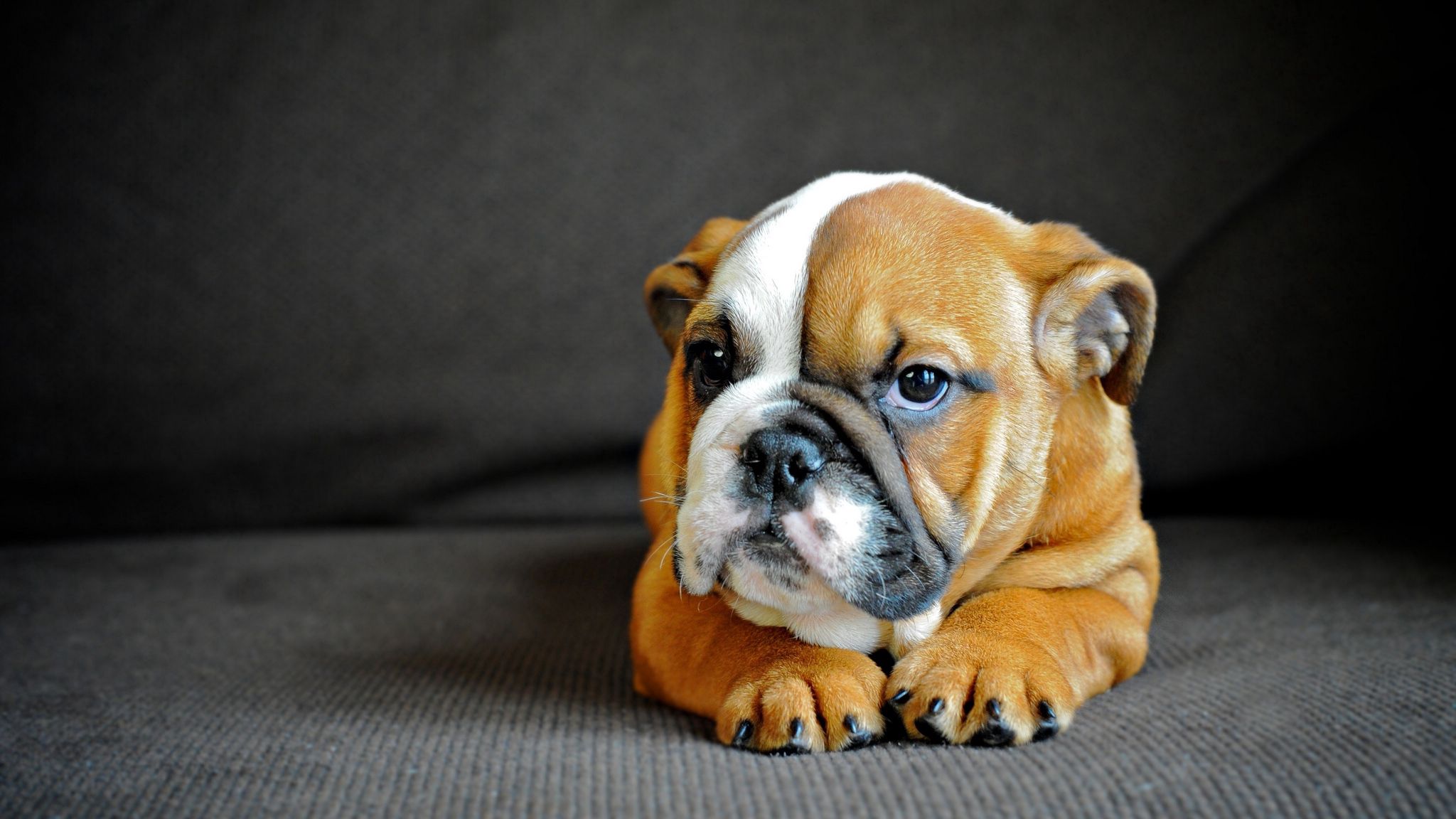 english bulldog, puppy, dog, muzzle, eyes