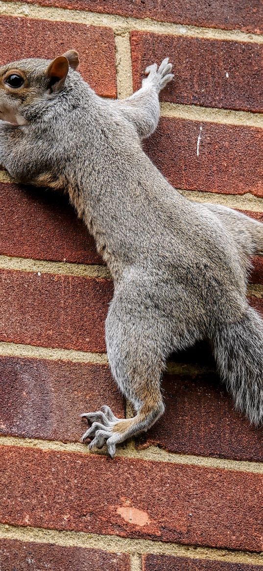 squirrel, wall, climbing, tail