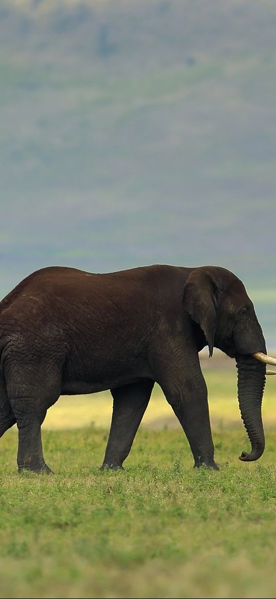 elephant, grass, tusks, walking