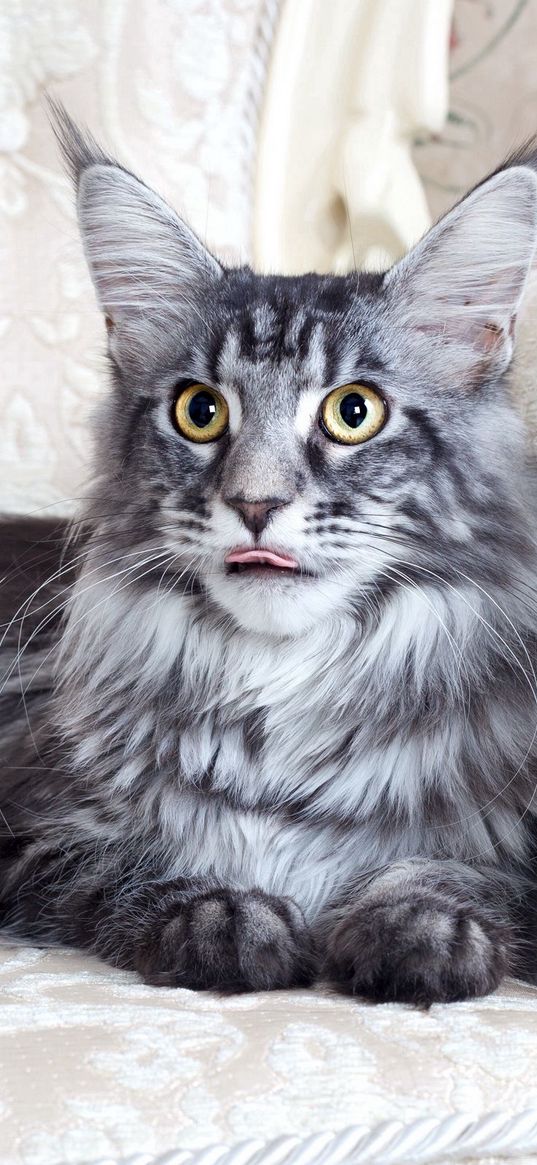 maine coon, cat, fluffy, chair, lie