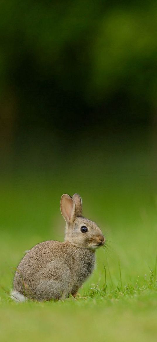 hare, rabbit, grass