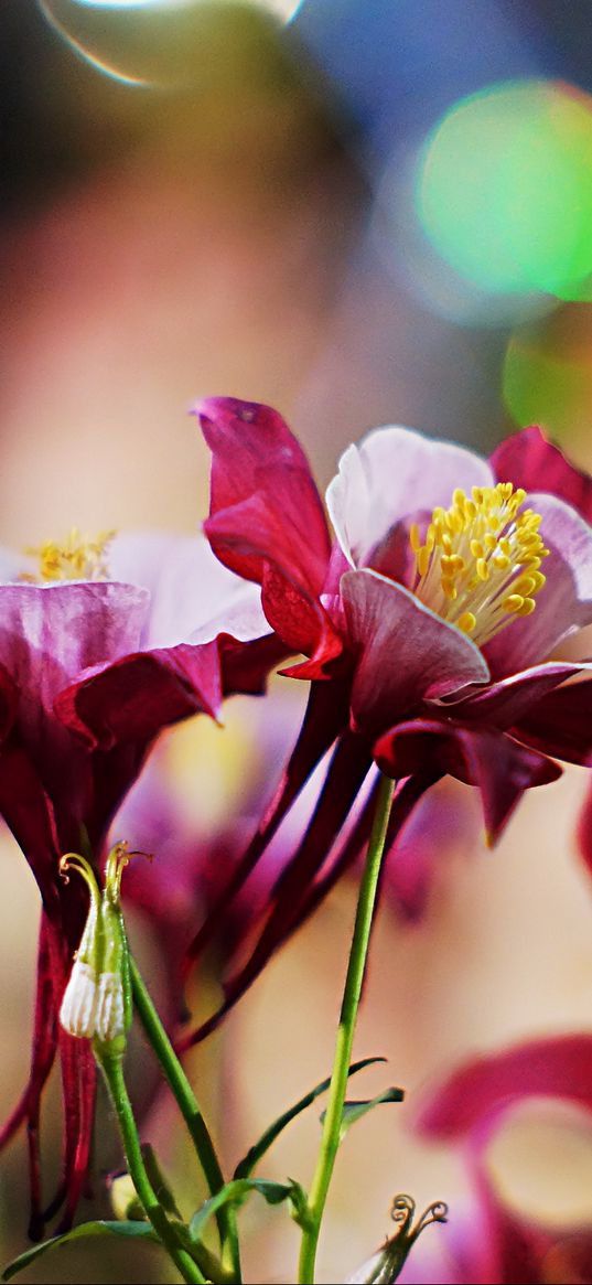 aquilegia, flowers, petals, blur, close-up