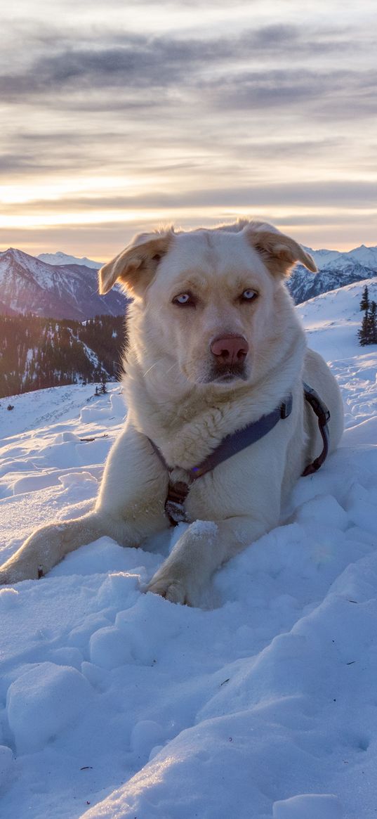 dog, mountains, snow, sky, lifeguard