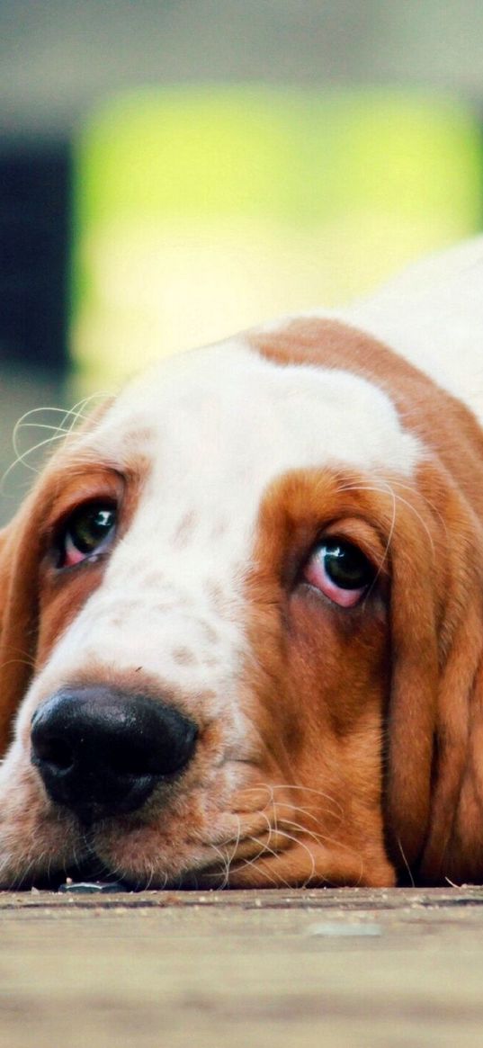 basset, dog, lies, look