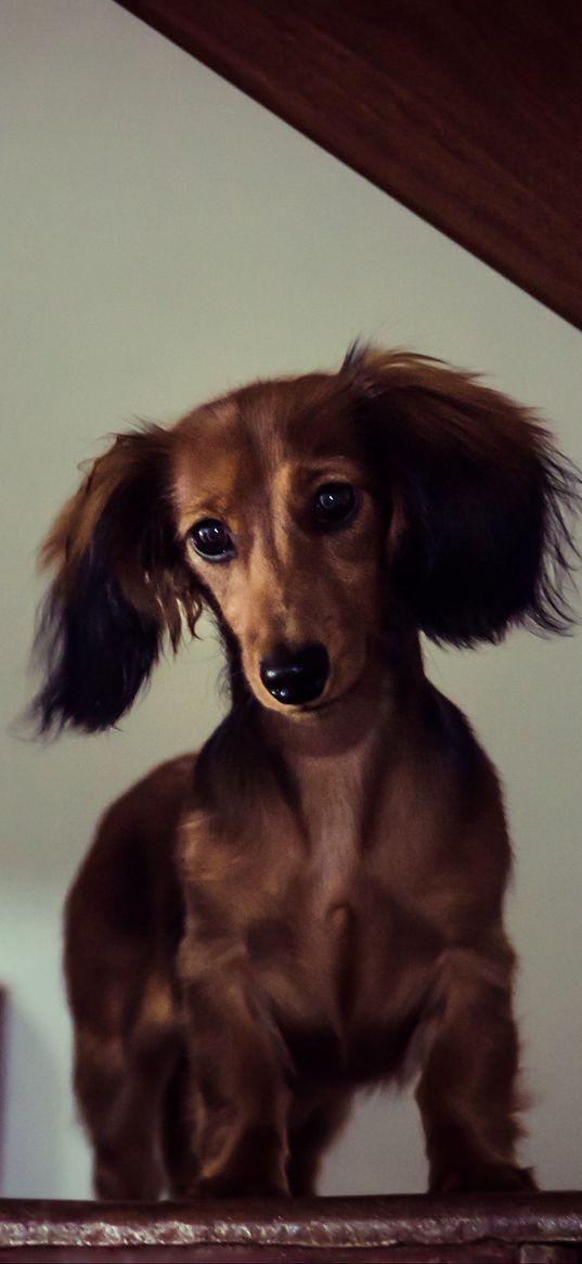 dachshund, dog, muzzle, view, staircase